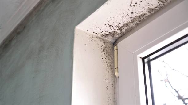 Best Commercial Mold Remediation in Gresham, OR