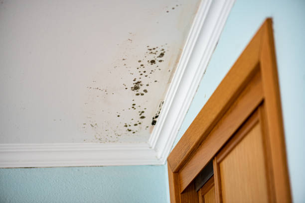 Best Bathroom Mold Remediation in Gresham, OR