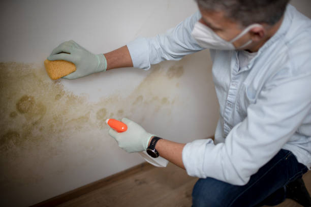 Best Industrial Mold Remediation in Gresham, OR
