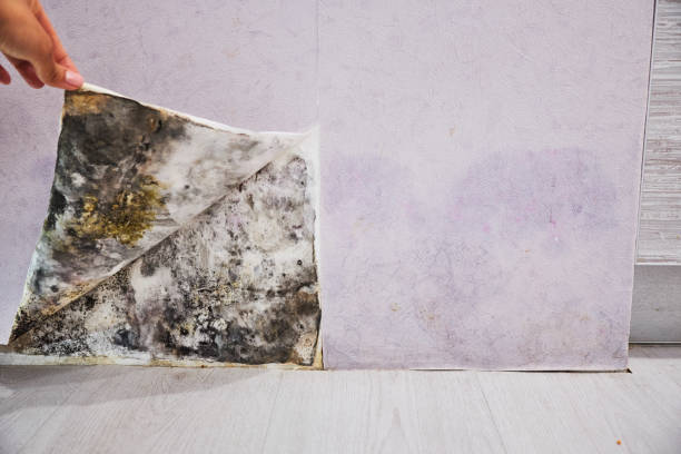 Best DIY Mold Remediation Support Services in Gresham, OR